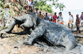 Tusker dies after 13-hour-long struggle in Kochi